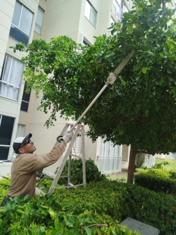 jardineria_y_poda_arviclean_w6