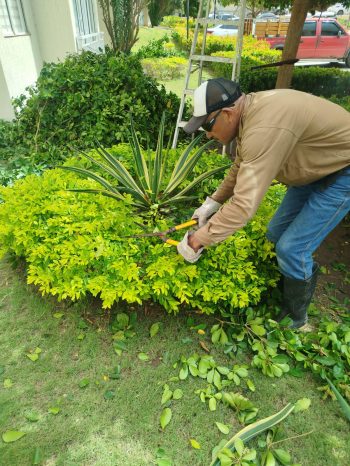 jardineria_y_poda_arviclean_w7