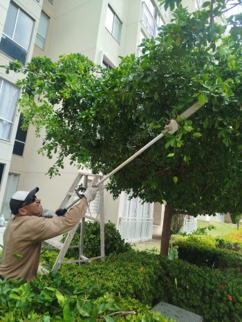 jardineria_y_poda_arviclean_w8